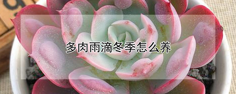 多肉雨滴冬季怎麼養