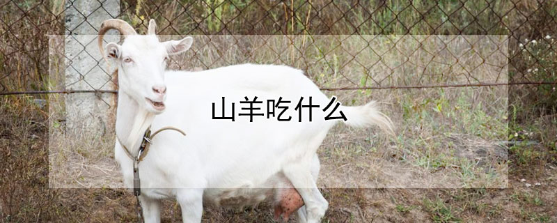 山羊吃什麼
