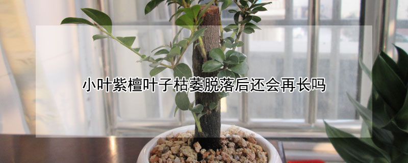 小葉紫檀葉子枯萎脫落後還會再長嗎