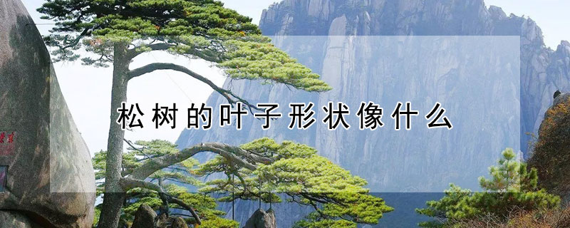 鬆樹的葉子形狀像什麼