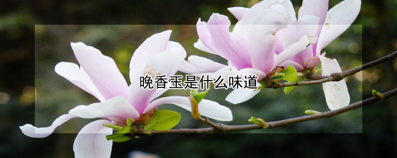 晚香玉是什麼味道