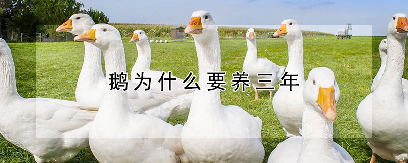 鵝為什麼要養三年