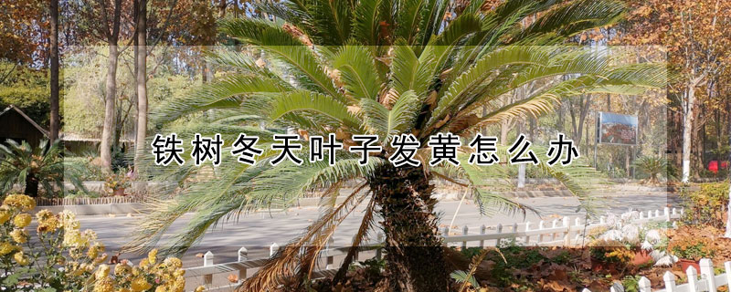鐵樹冬天葉子發黃怎麼辦