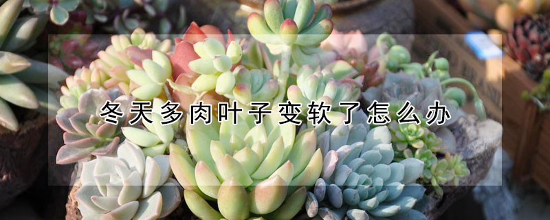 冬天多肉葉子變軟了怎麼辦