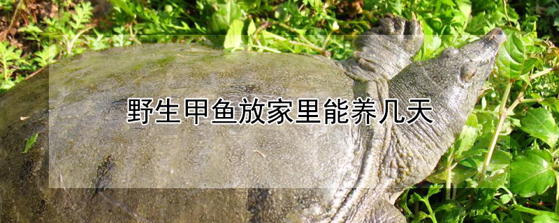 野生甲魚放家裏能養幾天