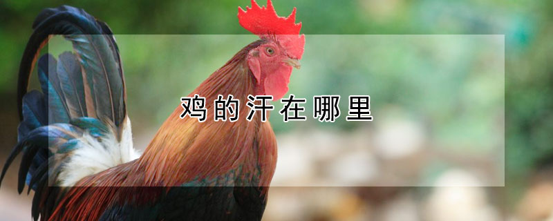 雞的汗在哪裏