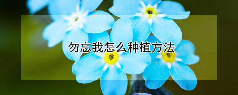 勿忘我怎麼種植方法