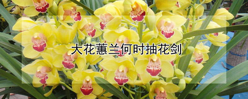 大花蕙蘭何時抽花劍