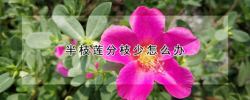 半枝蓮分枝少怎麼辦