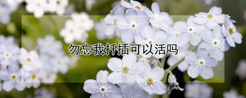 勿忘我扡插可以活嗎