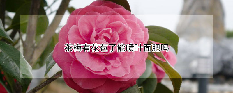 茶梅有花苞了能噴葉麵肥嗎