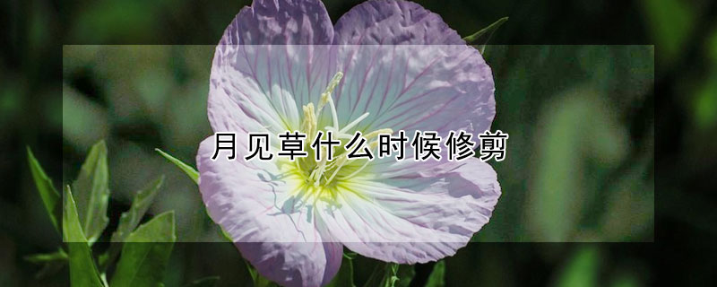 月見草什麼時候修剪