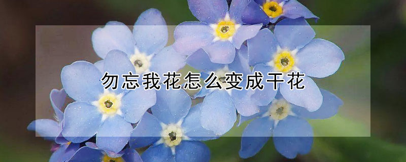 勿忘我花怎麼變成幹花
