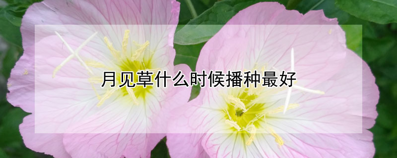 月見草什麼時候播種最好