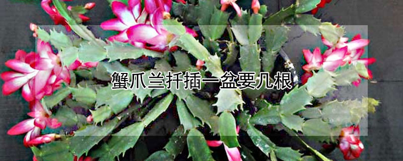 蟹爪蘭扡插一盆要幾根