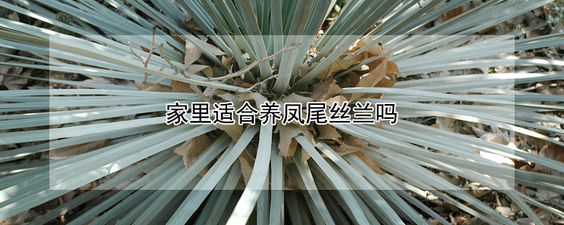 家裏適合養鳳尾絲蘭嗎