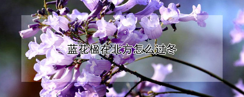 藍花楹在北方怎麼過冬