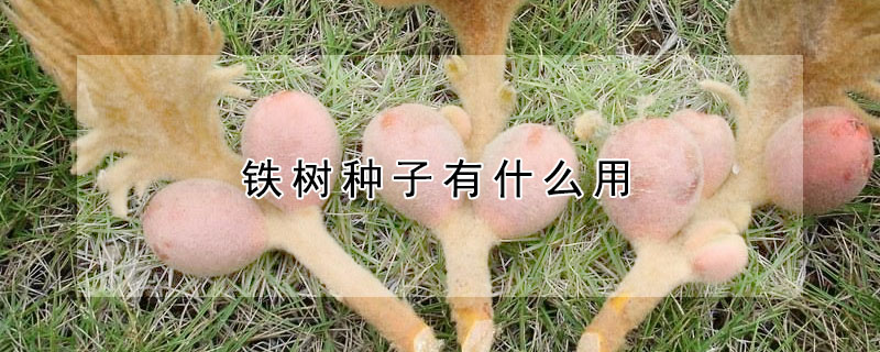 鐵樹種子有什麼用