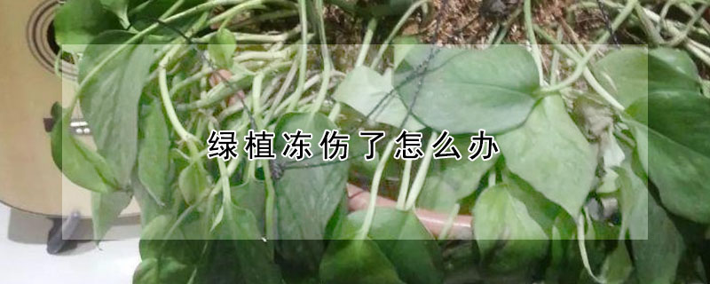 綠植凍傷了怎麼辦