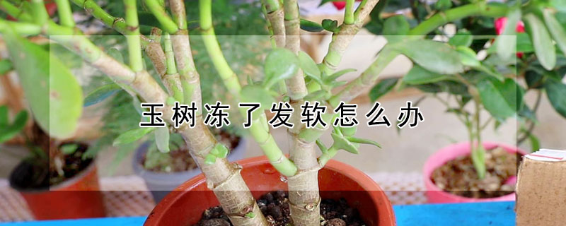 玉樹凍了發軟怎麼辦