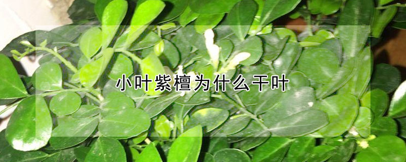 小葉紫檀為什麼幹葉