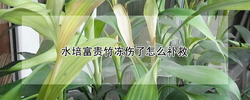 水培富貴竹凍傷了怎麼補救