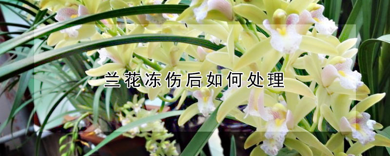 蘭花凍傷後如何處理