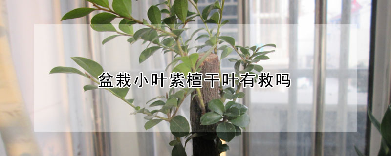 盆栽小葉紫檀幹葉有救嗎