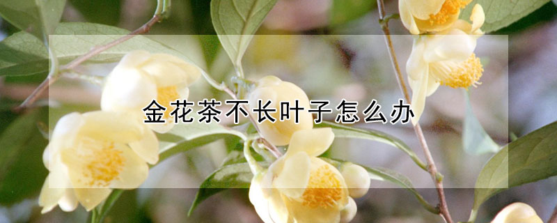 金花茶不長葉子怎麼辦
