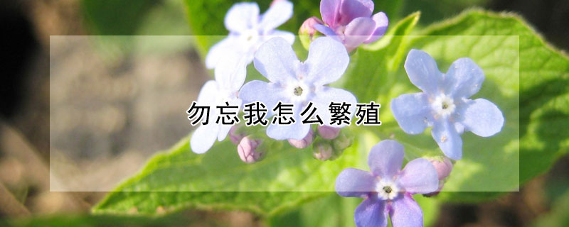 勿忘我怎麼繁殖
