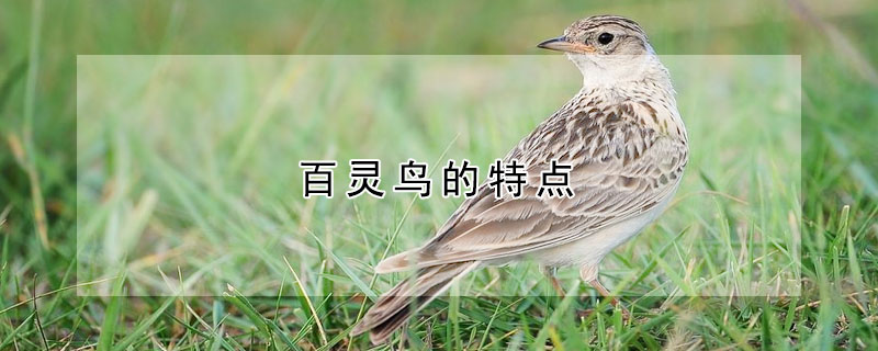 百靈鳥的特點