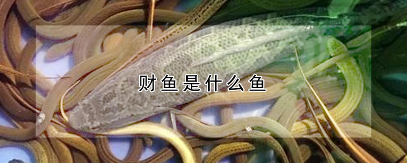 財魚是什麼魚