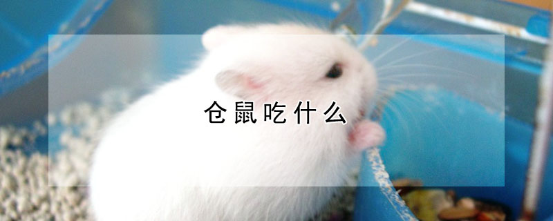 倉鼠吃什麼