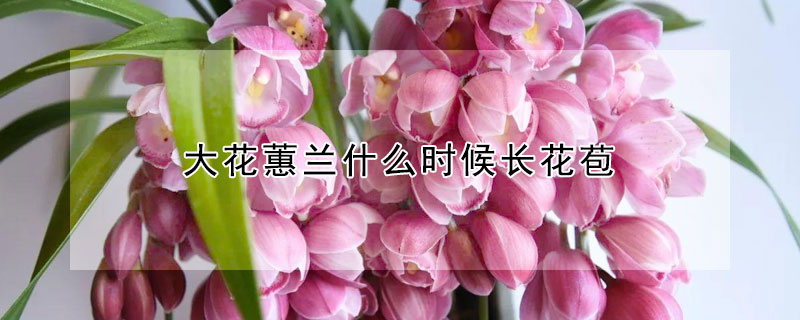 大花蕙蘭什麼時候長花苞