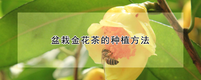盆栽金花茶的種植方法