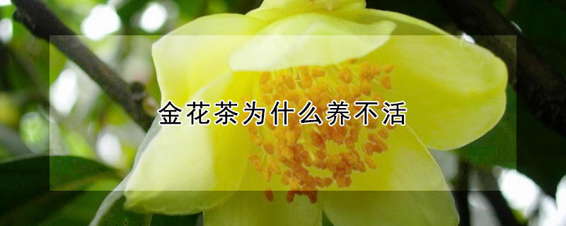 金花茶為什麼養不活