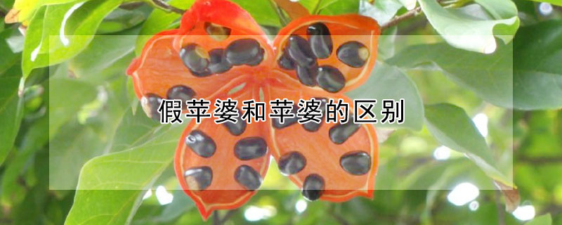 假蘋婆和蘋婆的區別