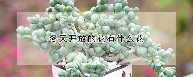 冬天開放的花有什麼花