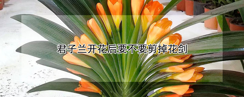 君子蘭開花後要不要剪掉花劍