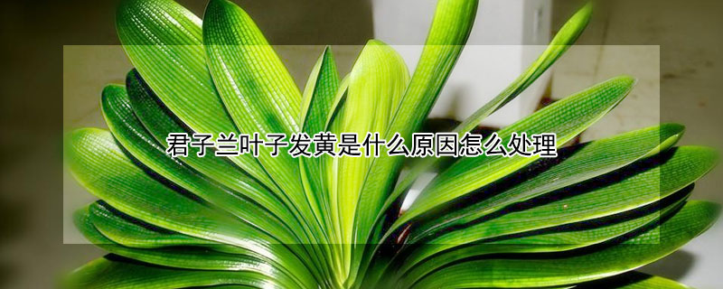 君子蘭葉子發黃是什麼原因怎麼處理