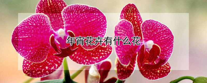 年宵花卉有什麼花