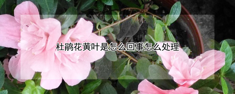 杜鵑花黃葉是怎麼回事怎麼處理