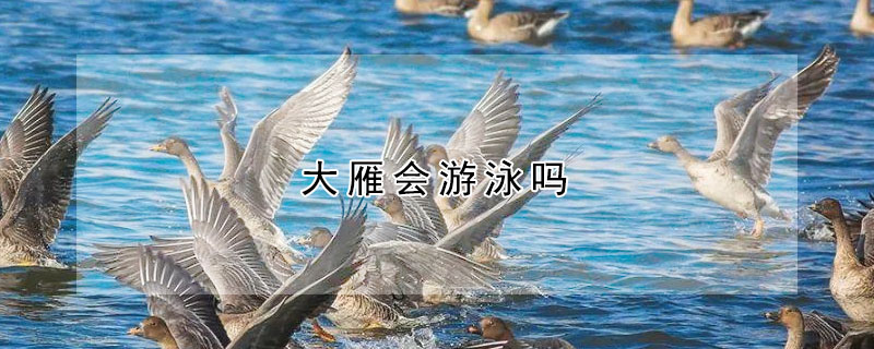 大雁會遊泳嗎
