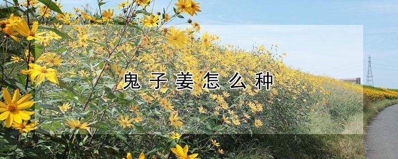 鬼子薑怎麼種