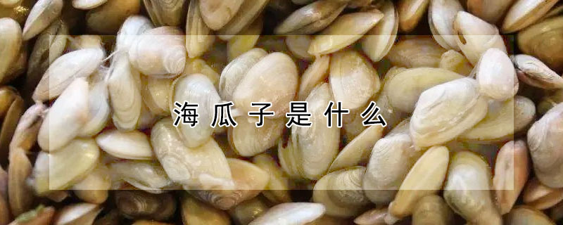 海瓜子是什麼