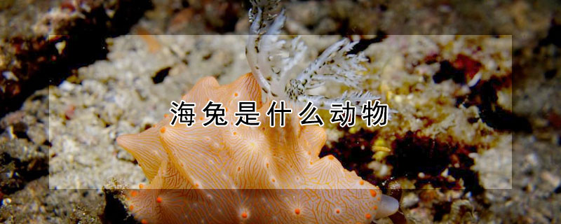 海兔是什麼動物