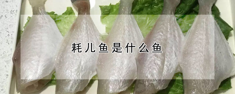 耗兒魚是什麼魚