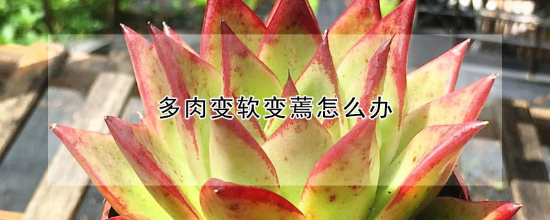 多肉變軟變蔫怎麼辦