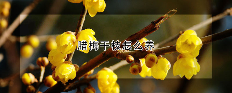 臘梅幹枝怎麼養