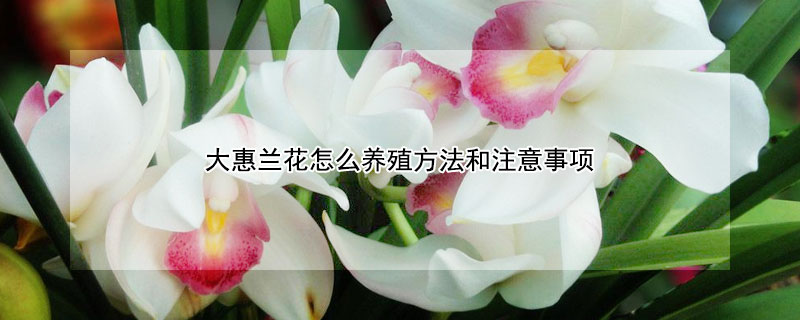 大惠蘭花怎麼養殖方法和注意事項